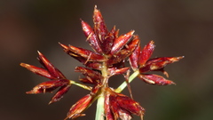 Cyperus usitatus