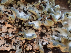 Austroparmelina labrosa