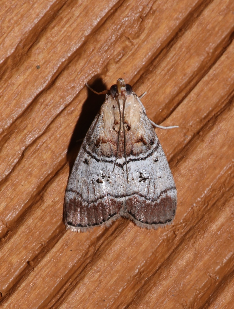 Gray-banded Pococera Moth