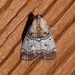 Gray-banded Pococera Moth - Photo (c) Laura Gaudette, some rights reserved (CC BY), uploaded by Laura Gaudette