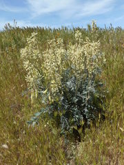 Astragalus oxyphysus