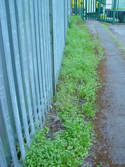 Valerianella carinata