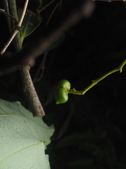 Anodendron benthamianum
