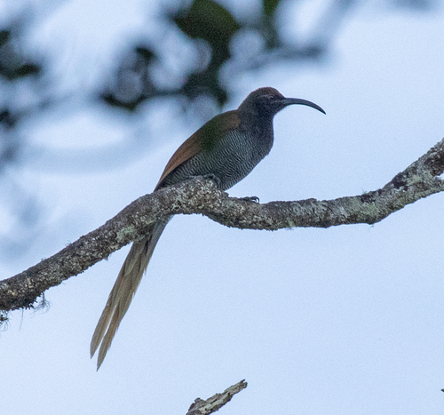 Epimachus fastosus, 2026-06-11