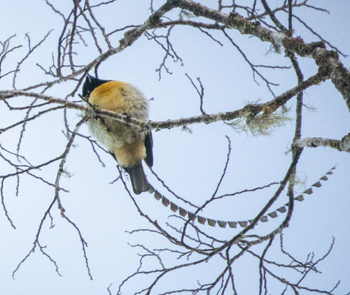 King of Saxony Bird-of-paradise (Pteridophora alberti), photo 1