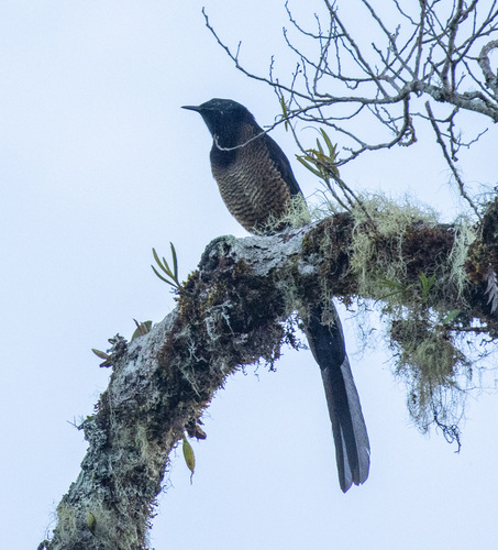 Princess Stephanie's Astrapia (Astrapia stephaniae), photo 6