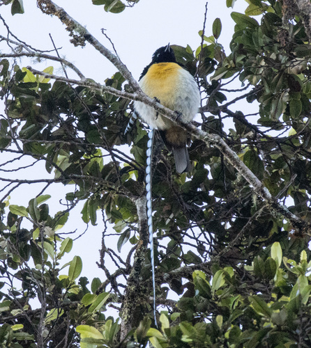 King of Saxony Bird-of-paradise (Pteridophora alberti), photo 2