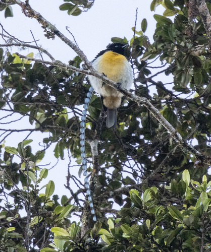 King of Saxony Bird-of-paradise (Pteridophora alberti), photo 4