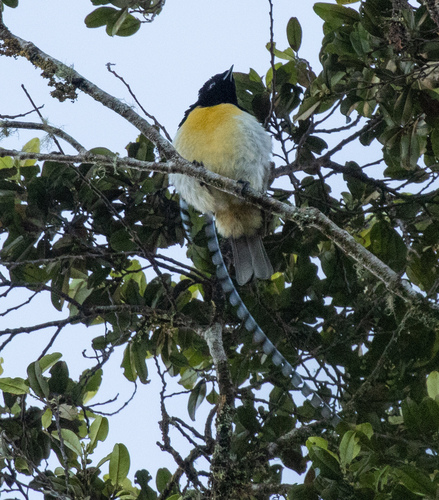 King of Saxony Bird-of-paradise (Pteridophora alberti), photo 5