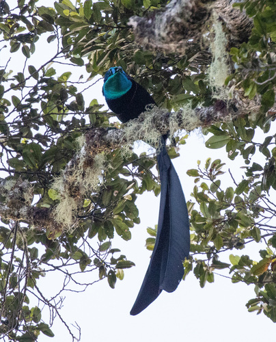 Princess Stephanie's Astrapia (Astrapia stephaniae)