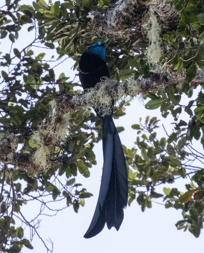 Princess Stephanie's Astrapia (Astrapia stephaniae), photo 2
