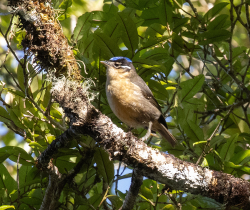 Blue-capped Ifrit (Ifrita kowaldi), photo 2