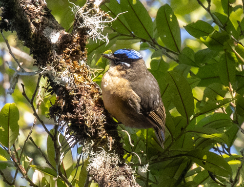 Blue-capped Ifrit (Ifrita kowaldi), photo 1