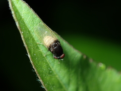 Minettia longipennis