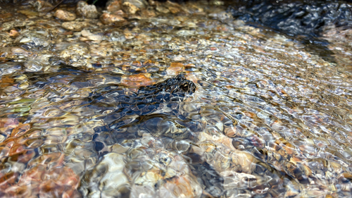 iNaturalist observation photo of Yosemite Toad