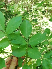 Sambucus nigra