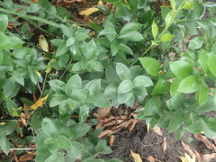 Ruscus hypophyllum