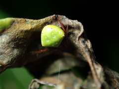 Araneus viridiventris