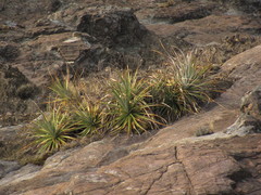 Puya mollis
