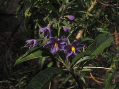 Solanum nitidum