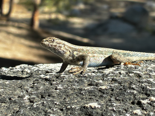iNaturalist observation photo of Common Sagebrush Lizard