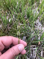 Carex hostiana