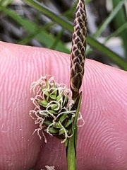 Carex hostiana