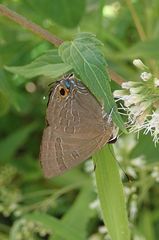 Deudorix epijarbas menesicles