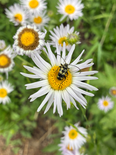 iNaturalist observation photo of Judolia