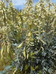 Astragalus oxyphysus
