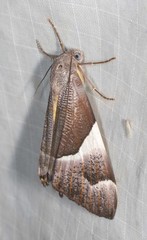 Niceteria macrocosma