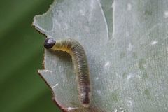 Erionota torus