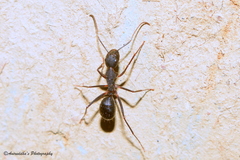 Camponotus compressus