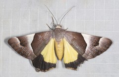 Niceteria macrocosma