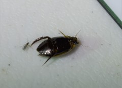 Thermonectus basillaris