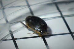 Thermonectus basillaris