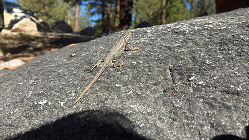 iNaturalist observation photo of Common Sagebrush Lizard