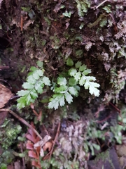 Blechnum membranaceum