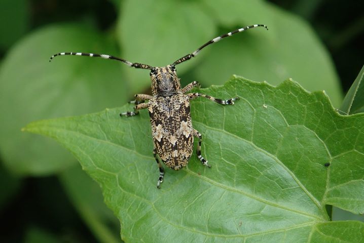 Brown-marmorated Longicorn Beetle