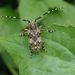 Brown-marmorated Longicorn Beetle - Photo (c) 陳度度, some rights reserved (CC BY)