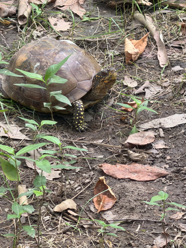 Three-toed Box Turtle