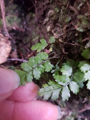 Blechnum membranaceum