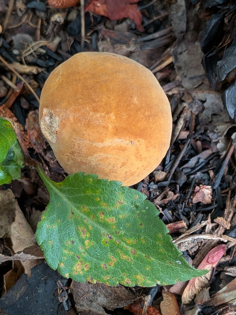 Boletus durhamensis · July 2026 · photo: Photo: no rights reserved · iNaturalist