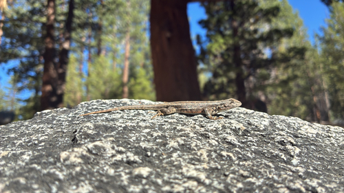 iNaturalist observation photo of Common Sagebrush Lizard