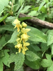 Lamium galeobdolon montanum