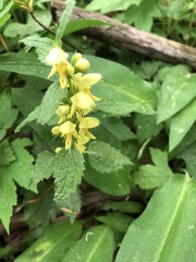 Lamium galeobdolon montanum