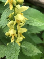 Lamium galeobdolon montanum