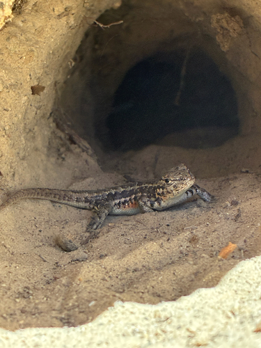 iNaturalist observation photo of Common Sagebrush Lizard