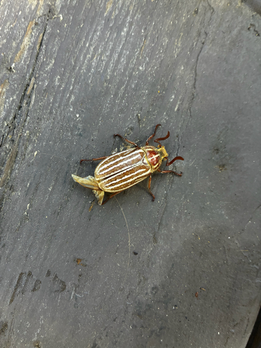 iNaturalist observation photo of Polyphylla sobrina
