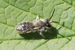 Andrena barbilabris